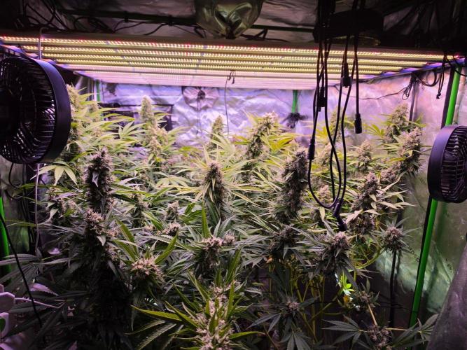 DNA chocolope x2. Week 14