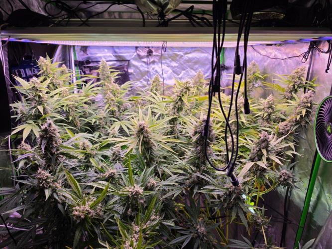 Chocolope. Week 14