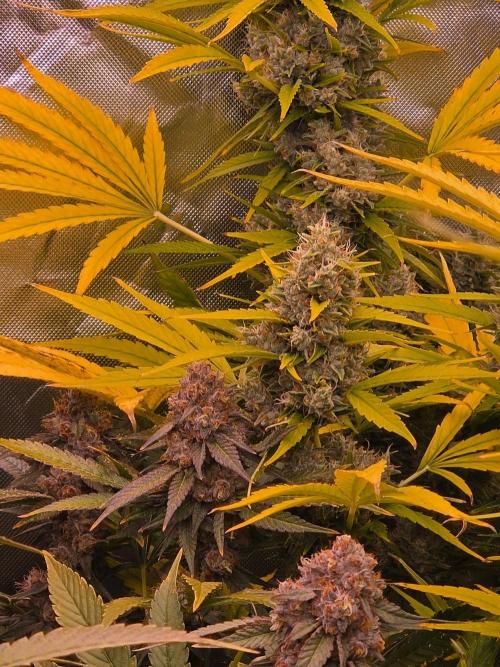 DNA chocolope x2. Week 15