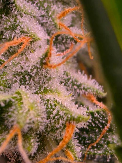 DNA chocolope x2. Week 15