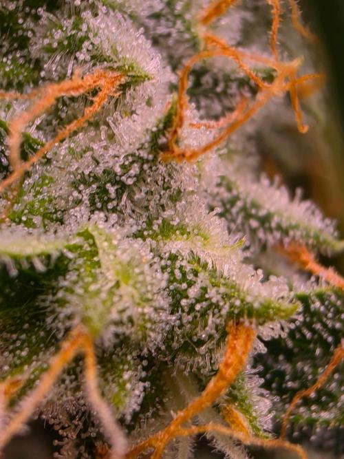 DNA chocolope x2. Week 15