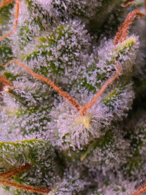 DNA chocolope x2. Week 15