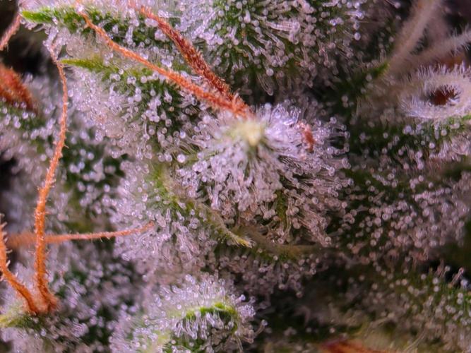 DNA chocolope x2. Week 15