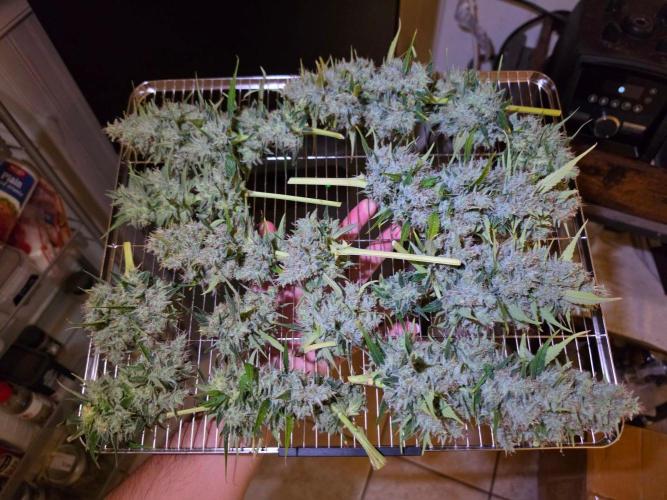 DNA chocolope x2. Week 15