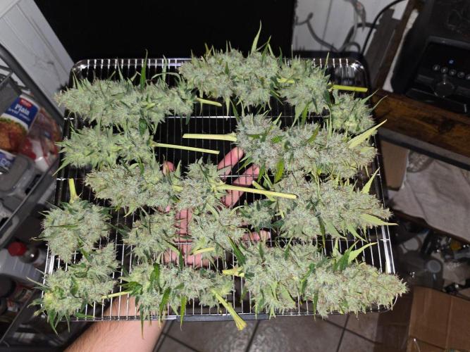 DNA chocolope x2. Week 15
