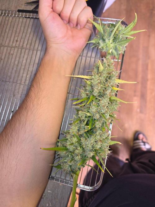 DNA chocolope x2. Week 15
