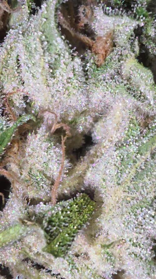 DNA chocolope x2