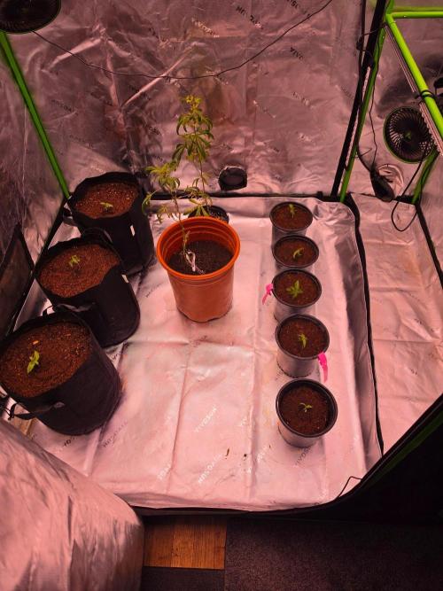 From seed 2.0. Week 1 - Topped soil up