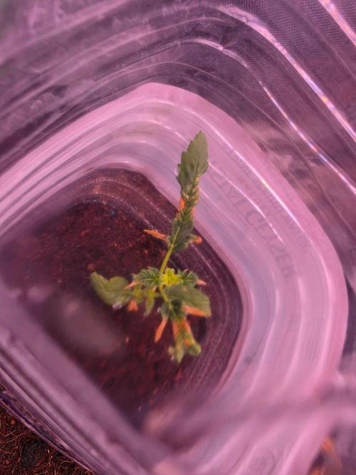 Ztrawberriez Auto. Week 3