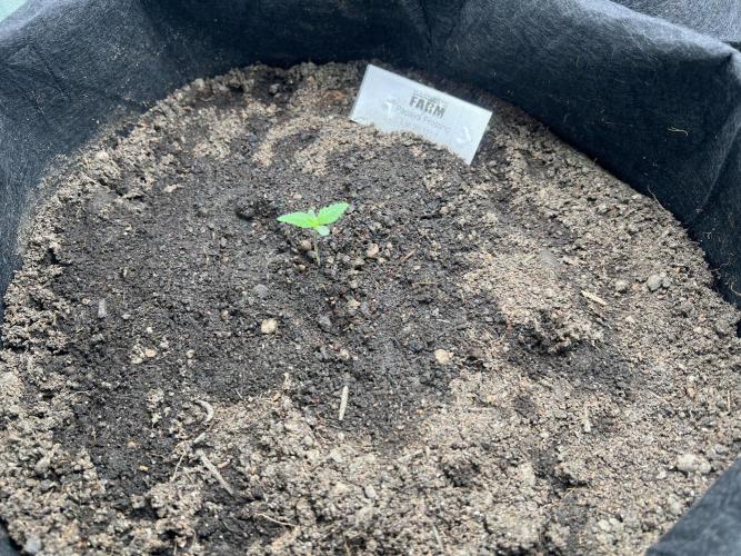 Winter Grow Barney’s Farm. Week 0 - Papaya Frosting