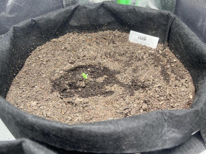 Winter Grow Barney’s Farm. Week 0 - Lemon Cherry Gelato