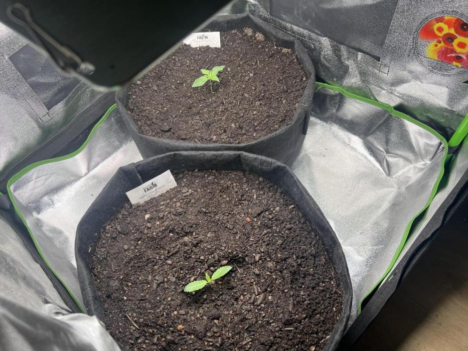 Winter Grow Barney’s Farm. Week 1