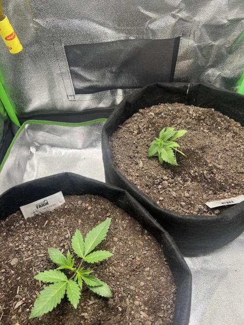 Winter Grow Barney’s Farm. Week 2