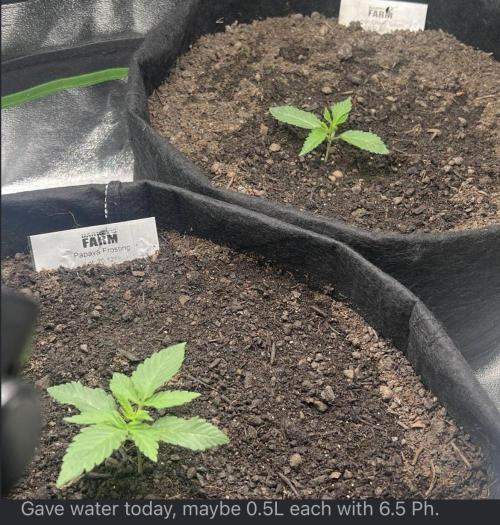 Winter Grow Barney’s Farm. Week 2