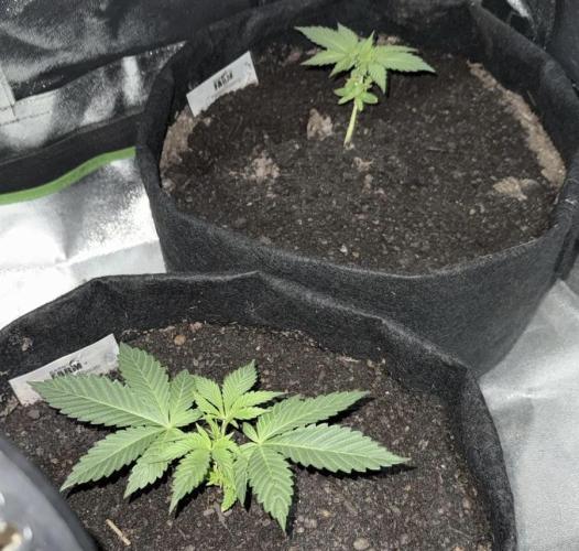 Winter Grow Barney’s Farm. Week 3