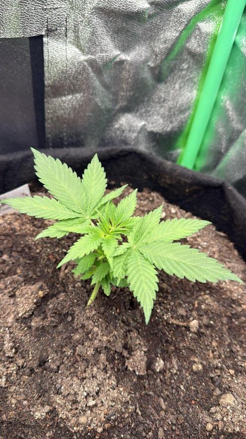 Winter Grow Barney’s Farm. Week 3 - Papaya Frosting