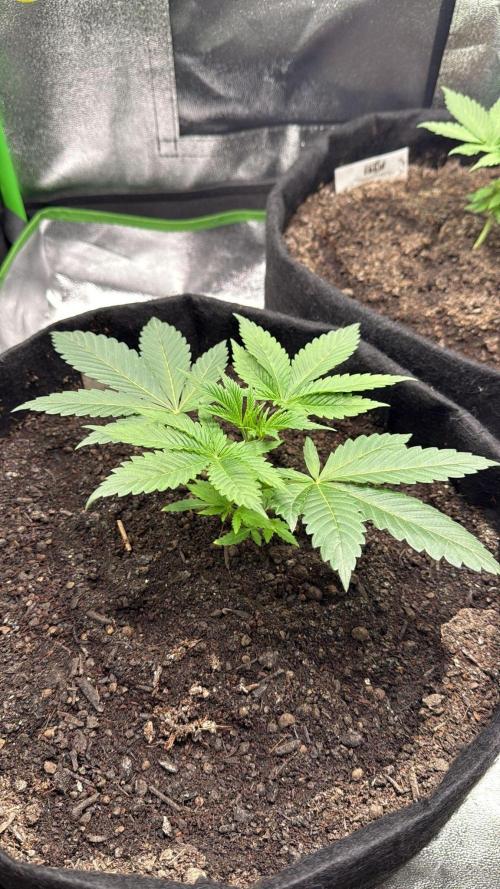 Winter Grow Barney’s Farm. Week 3 - Lemon Cherry Gelato