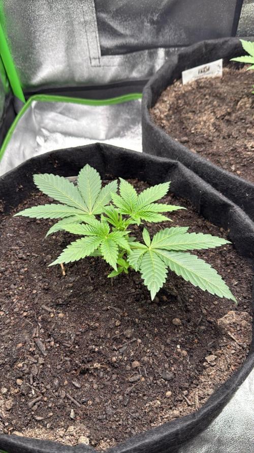 Winter Grow Barney’s Farm. Week 3 - Lemon Cherry Gelato