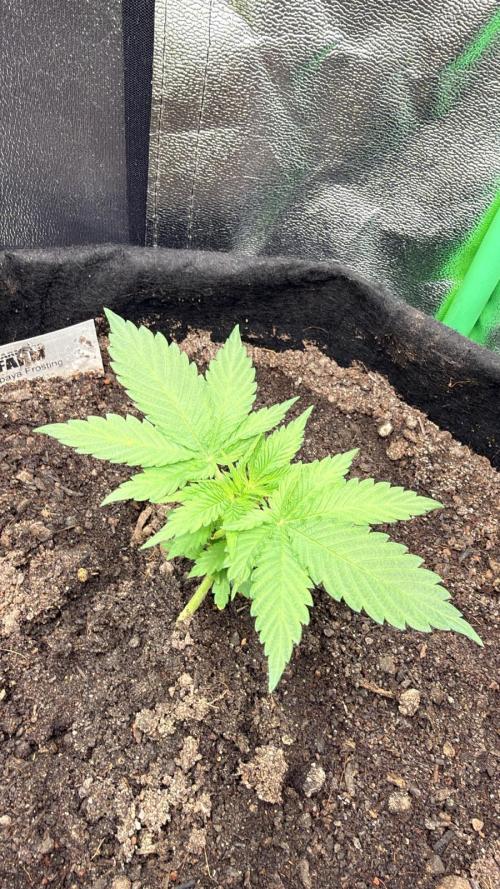 Winter Grow Barney’s Farm. Week 3 - Papaya Frosting