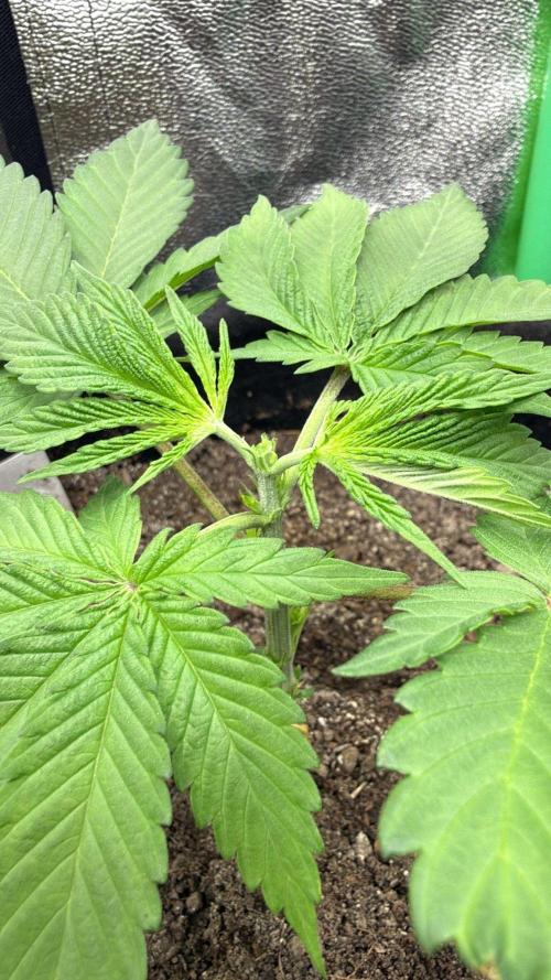 Winter Grow Barney’s Farm. Week 4 - Papaya Frosting