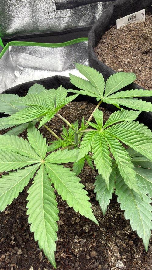 Winter Grow Barney’s Farm. Week 4 - LCG 