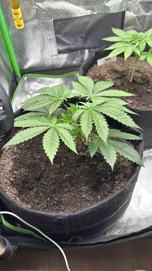 Winter Grow Barney’s Farm. Week 4 - Few days after topping LCG