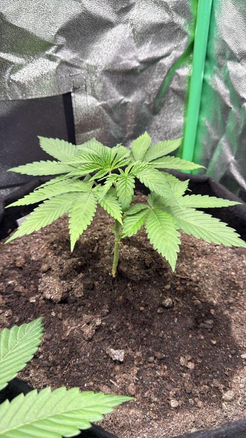 Winter Grow Barney’s Farm. Week 4 - Few days after topping Papaya Frosting