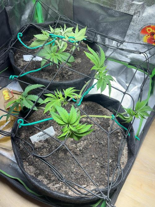 Winter Grow Barney’s Farm. Week 5