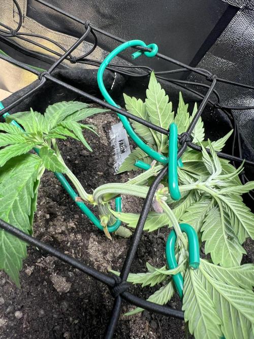 Winter Grow Barney’s Farm. Week 5