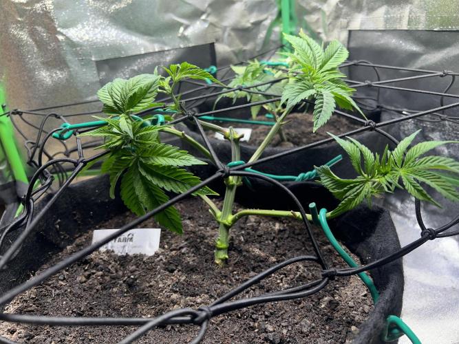 Winter Grow Barney’s Farm. Week 5