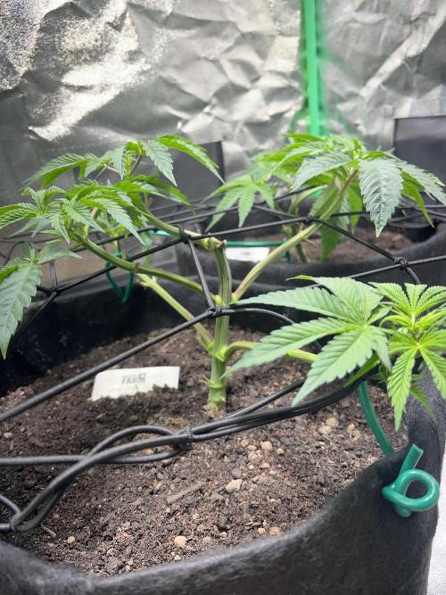 Winter Grow Barney’s Farm. Week 5