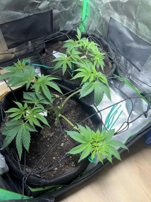 Winter Grow Barney’s Farm. Week 5