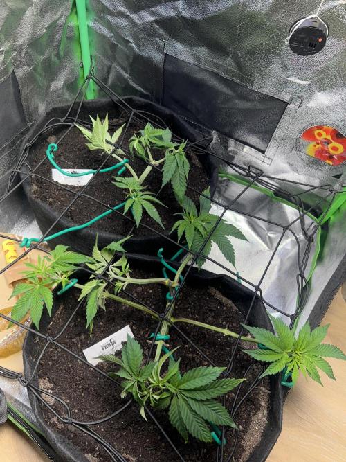 Winter Grow Barney’s Farm. Week 5