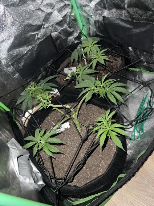 Winter Grow Barney’s Farm. Week 5