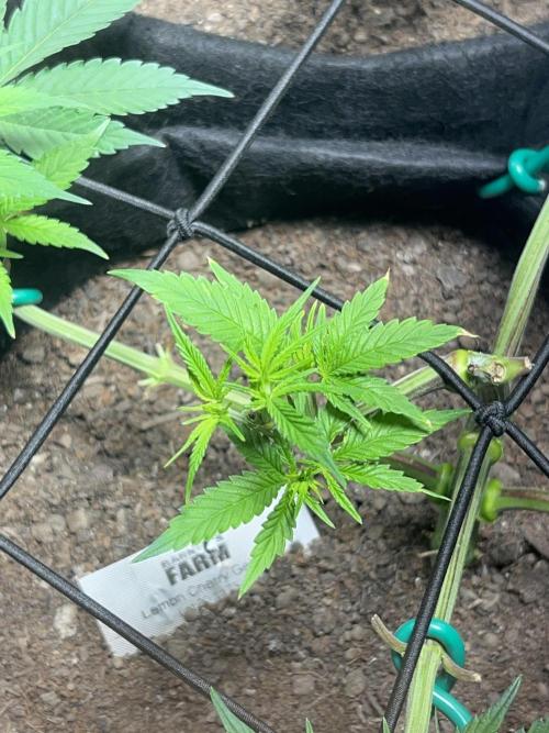 Winter Grow Barney’s Farm. Week 5