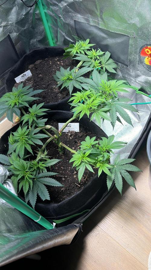 Winter Grow Barney’s Farm. Week 6