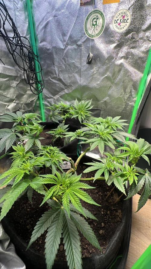 Winter Grow Barney’s Farm. Week 6