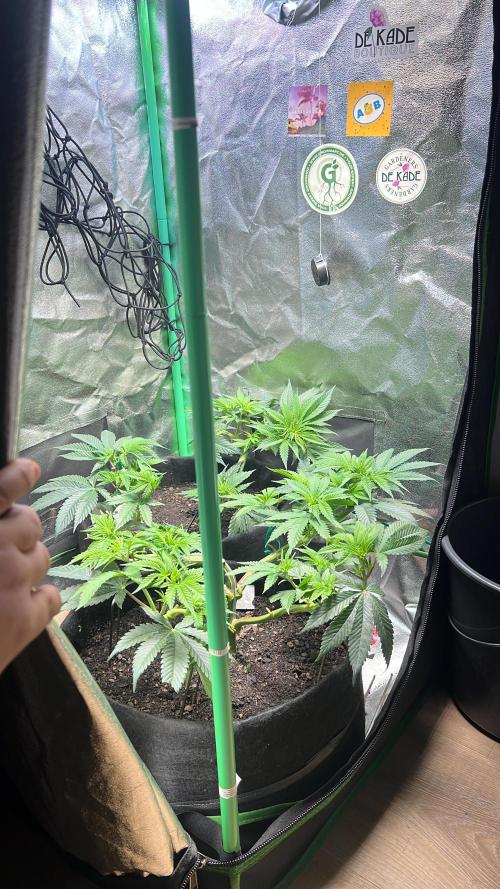 Winter Grow Barney’s Farm. Week 6