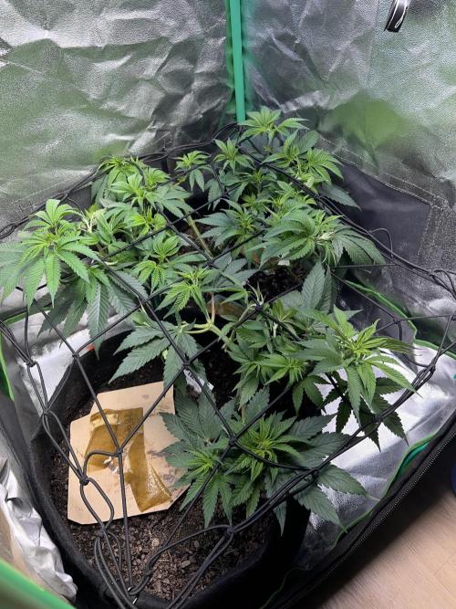 Winter Grow Barney’s Farm. Week 6