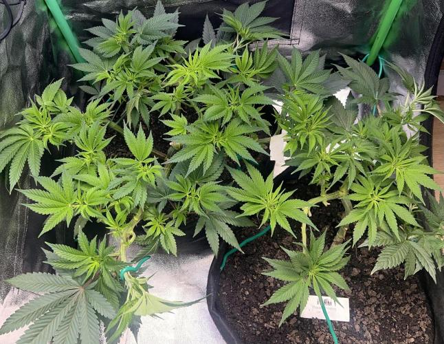 Winter Grow Barney’s Farm. Week 8