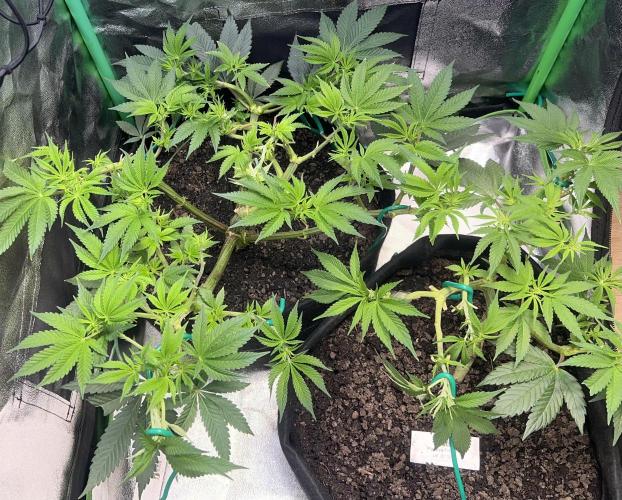 Winter Grow Barney’s Farm. Week 8