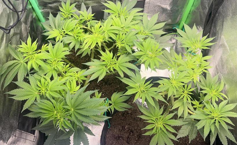 Winter Grow Barney’s Farm. Week 8