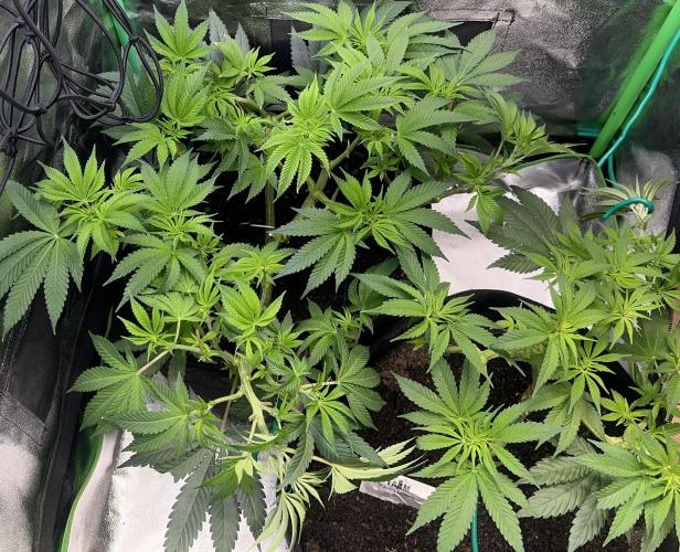 Winter Grow Barney’s Farm. Week 8