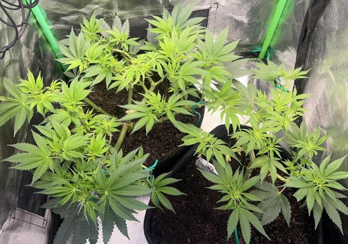 Winter Grow Barney’s Farm. Week 8