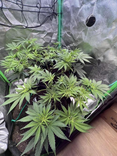 Winter Grow Barney’s Farm. Week 8