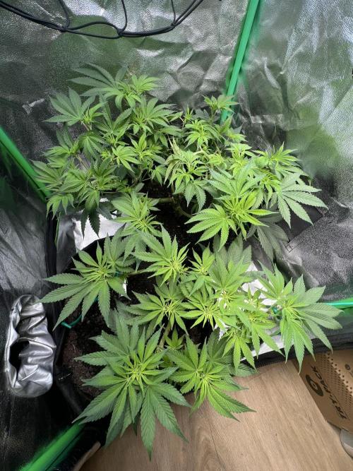 Winter Grow Barney’s Farm. Week 8