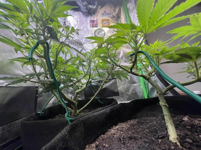 Winter Grow Barney’s Farm. Week 8