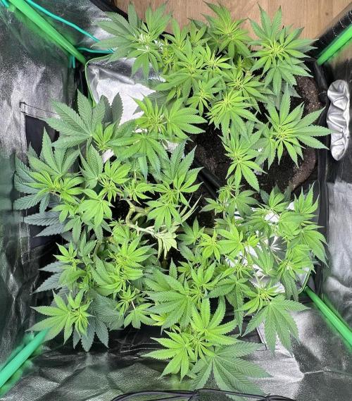 Winter Grow Barney’s Farm. Week 8