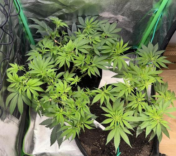 Winter Grow Barney’s Farm. Week 8