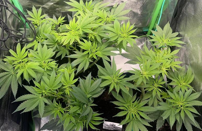 Winter Grow Barney’s Farm. Week 8